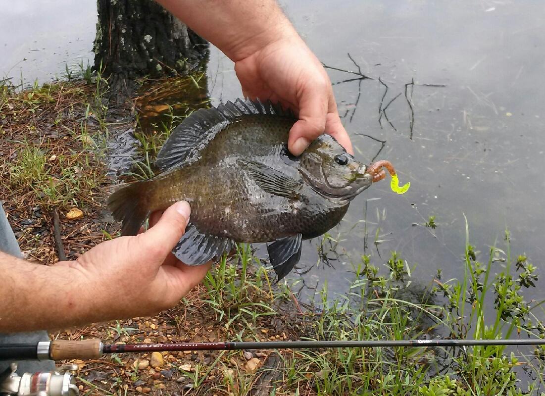 Attached picture 9.5 inch Blue Gill.jpg